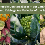 Many People Don’t Realise It — But Cauliflower, Broccoli and Cabbage Are Varieties of the Same Plant