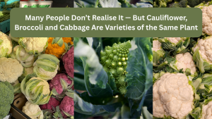 Many People Don’t Realise It — But Cauliflower, Broccoli and Cabbage Are Varieties of the Same Plant